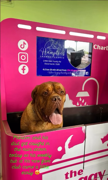 The Doggy Tub Club Creates a Community Pet Laundrette in St Kilda